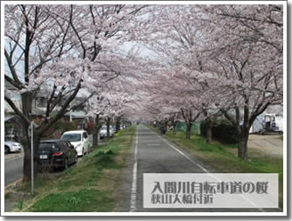 入間川自転車道の桜