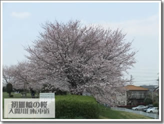 初雁橋の桜